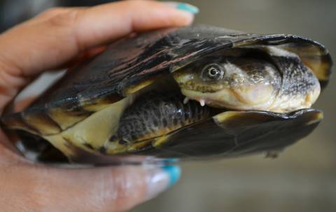 Toad Headed Turtles (aka Gibba Sideneck)