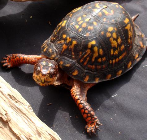 Adult Eastern Box Turtles