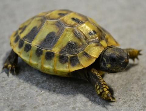 Baby Eastern Hermanns Tortoises
