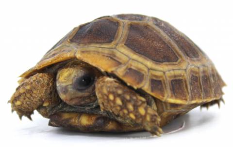 Baby Elongated x Travancore Tortoises