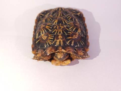 Medium Pancake Tortoises