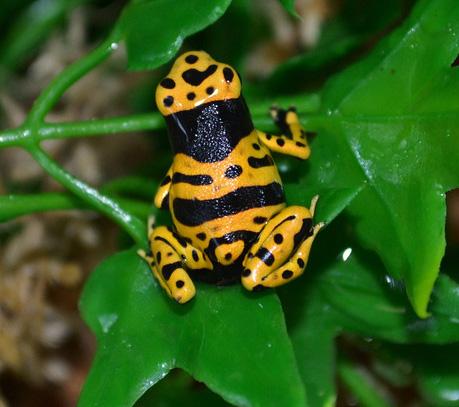Fine Spot Bumblebee Dart Frogs
