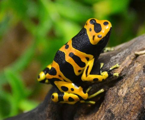 Bumblebee Dart Frogs
