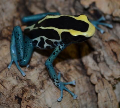 Adult Patricia Tinc Arrow Frogs