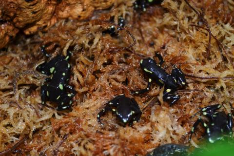 Ancon Hill Auratus Arrow Frogs