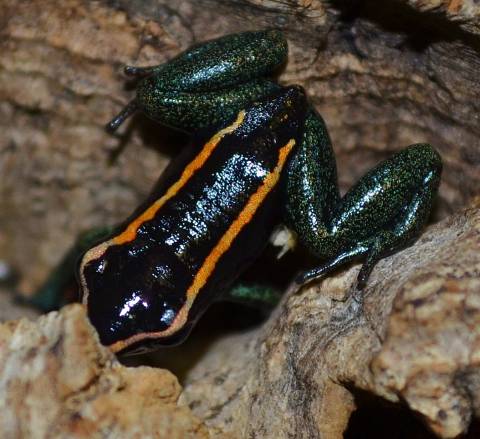 Golfodulcean Dart Frogs