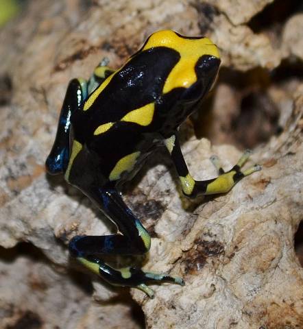 Inferalanis Tinc Arrow Frogs