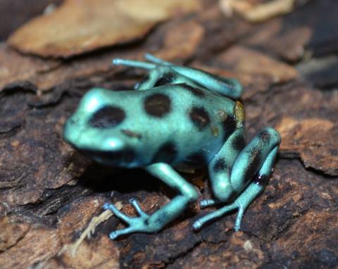 Micro Spot Green & Black Auratus Arrow Frogs