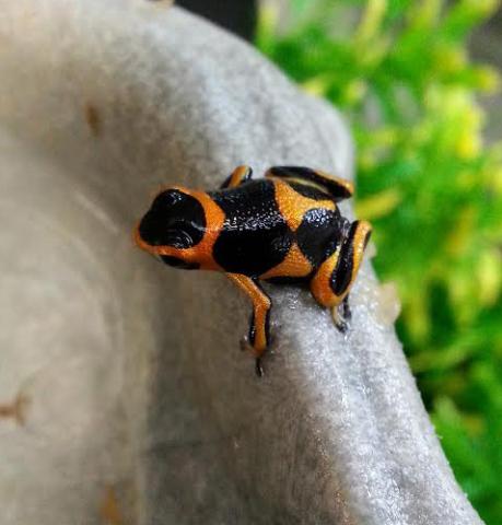 Mimic Arrow Frogs (Ranitomeya imitator) "Banded"