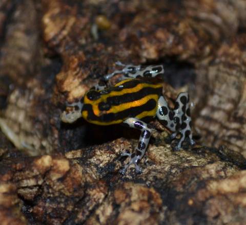 Orange Sirensis Arrow Frogs