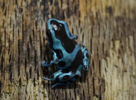 El Cope Auratus Dart Frogs