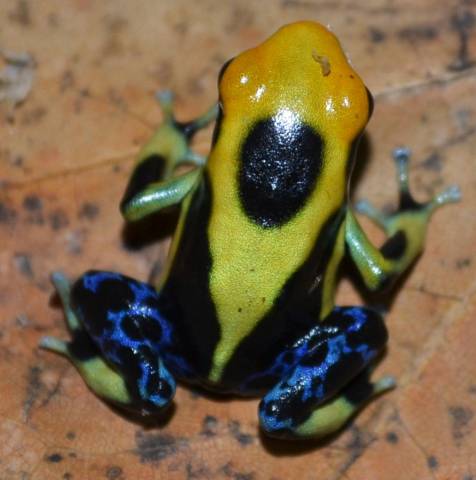 Regina Tinc Arrow Frogs