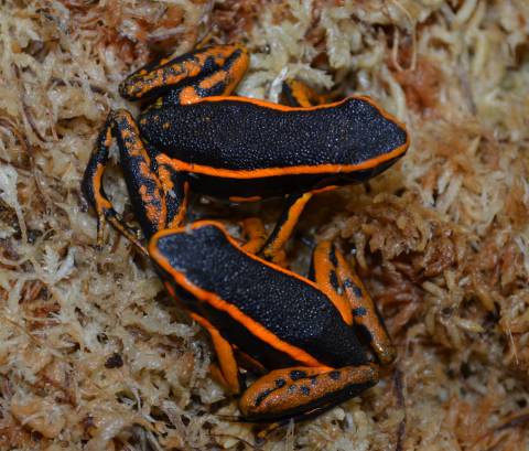 Red Three Striped Dart Frogs