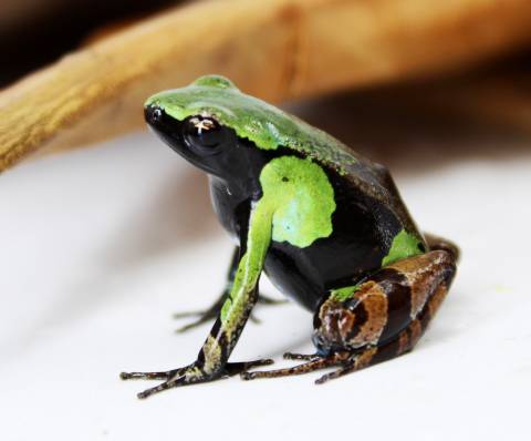 Guibe's Mantellas (Green & Black)