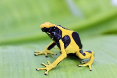 Adult Giant Orange Tinc Dart Frogs