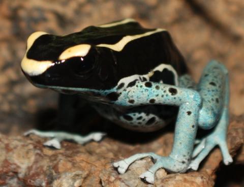 Adult Powder Blue Tinc Arrow Frogs