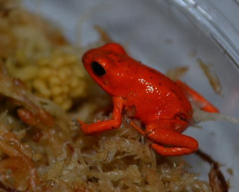 Rio Solarte Pumilio Arrow Frogs