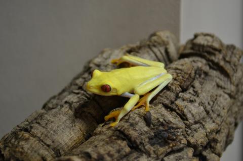 Adult Albino Red Eyed Tree Frogs