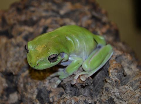 Indonesian Whites Tree Frogs