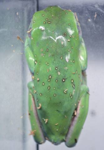 Sub Adult Snowflake Whites Tree Frogs