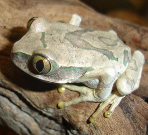 Peacock Tree Frogs