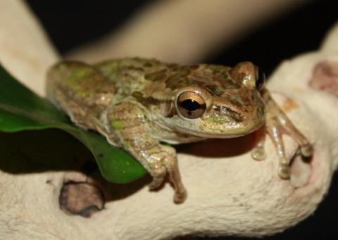 Cuban Tree Frogs