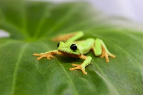 Baby Black Eyed Tree Frogs