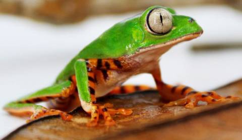 Tiger Leg Tree Frogs