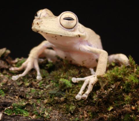 Convict Tree Frogs