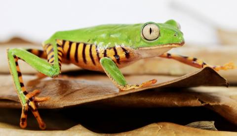 Super Tiger Leg Tree Frogs