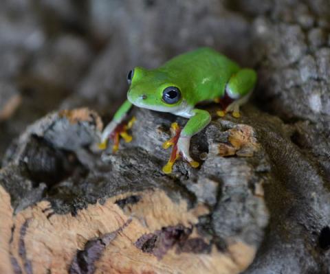 Red Footed Reed Frogs