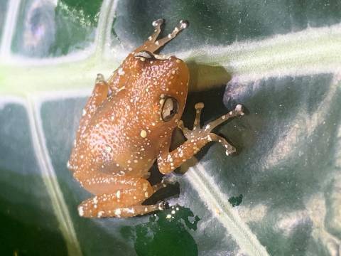 Cinnamon Tree Frogs