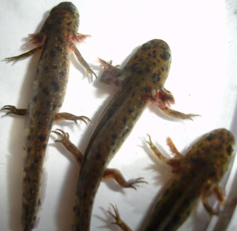 Baby Spanish Ribbed Newts