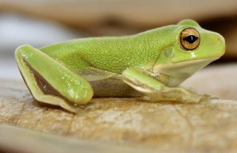 Baby White Lipped Tree Frogs