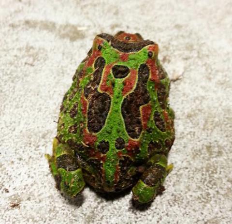 Baby Dragon Wing Ornate Pacman Frogs