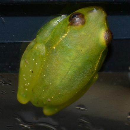 Lime Jello Reed Frogs