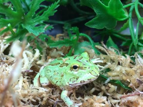 Baby Teal Blue Pacman Frogs