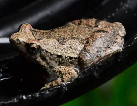 Vietnamese Pygmy Frogs