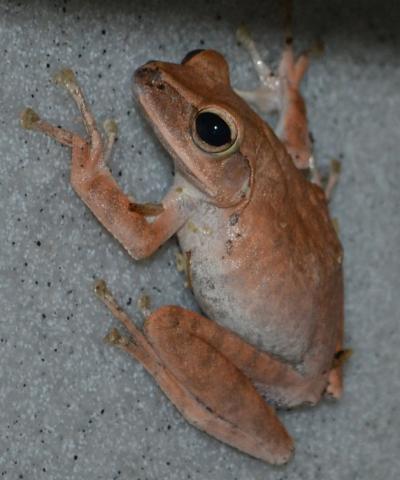 Gunther's Banded Tree Frogs