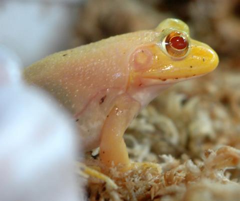 Baby Albino North American Bullfrogs