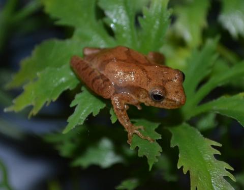 Spring Peeper Frogs