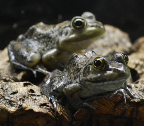 North American Bullfrogs