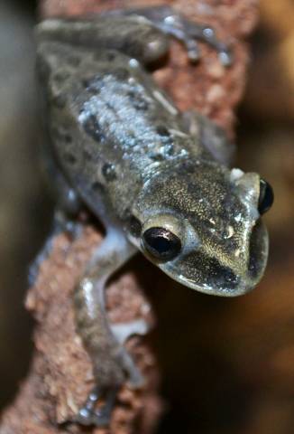Yucatan Casque Headed Tree Frogs