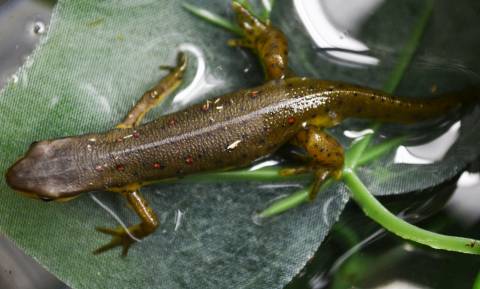 Eastern Newts