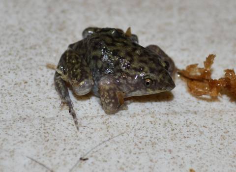 Marbled Shovel Nose Frogs