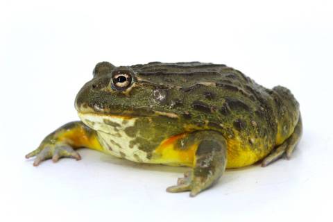 Large South African Giant Pixie Frogs