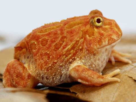 Baby Strawberry Pacman Frogs