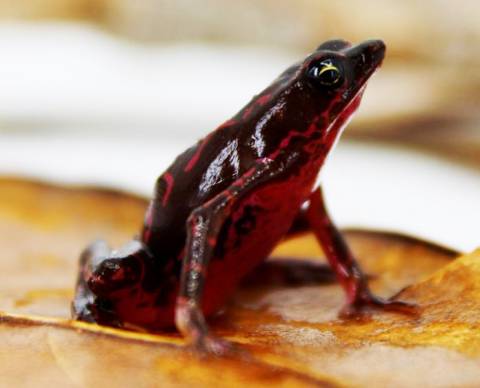 Purple Harlequin Toads