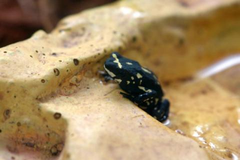 Bumblebee Walking Toads