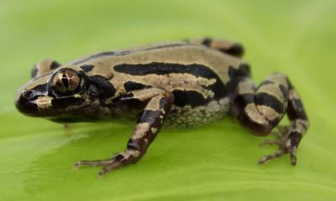 Senegal Red Legged Running Frogs